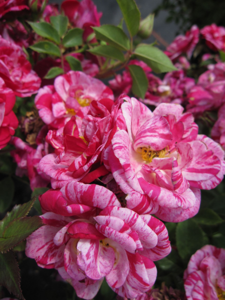 Rosa Twist